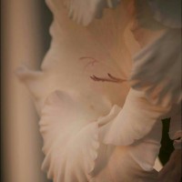 Für immer im Tod vereint (Verse: 25)